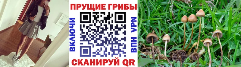 Псилоцибиновые грибы GOLDEN TEACHER  Соликамск 